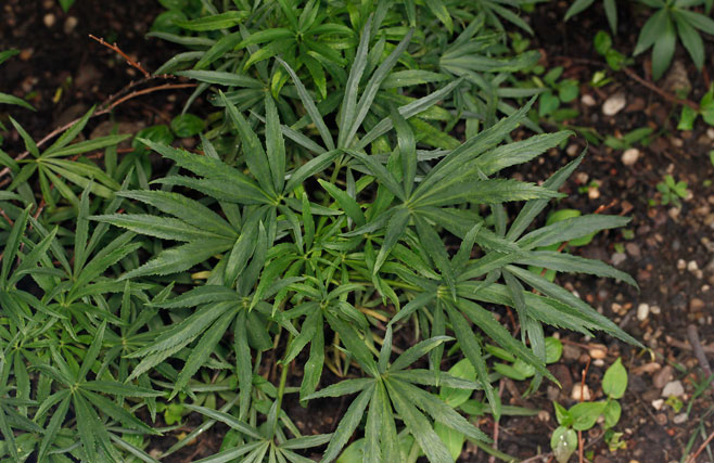 Helleborus foetidus (Stinking hellebore)