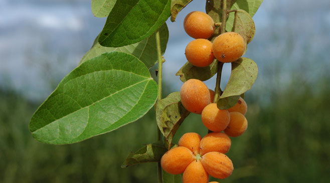 Albertisia delagoensis