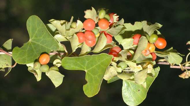Cissampelos hirta 