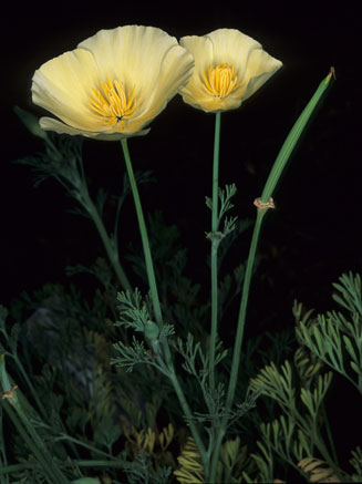 Eschscholzia californica (California Poppy)