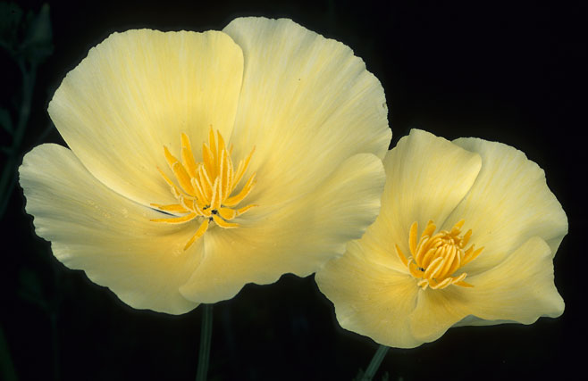Eschscholzia californica (California Poppy)