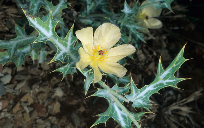 Argemone ochroleuca (White-flowered Mexican poppy)
