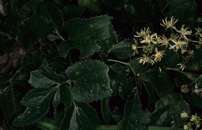 Knowltonia capensis