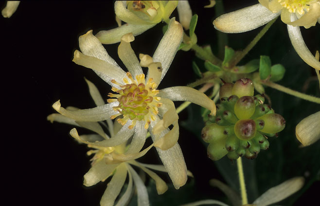 Knowltonia capensis