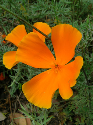 Eschscholzia californica (California Poppy)
