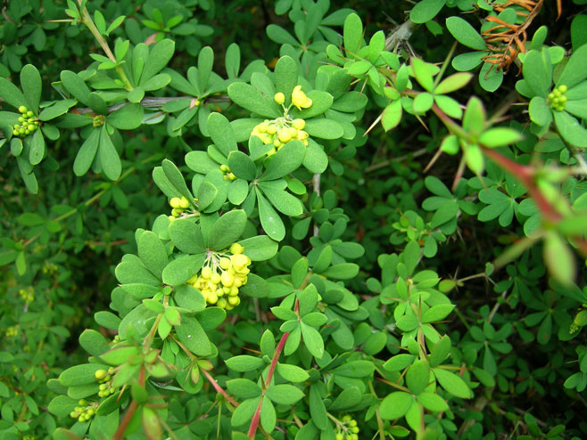 Berberis wilsoniae