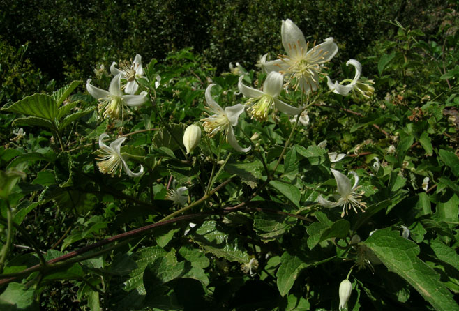 Clematis brachiata 