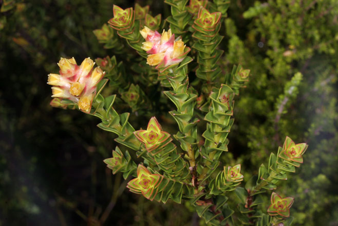 Penaea mucronata