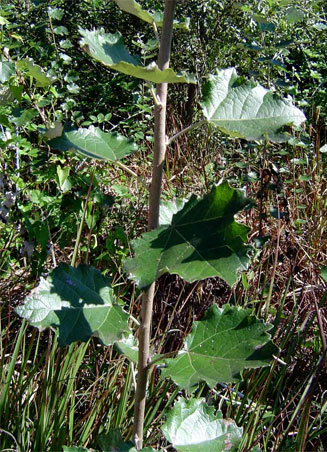 Populus x canescens (Grey poplar)