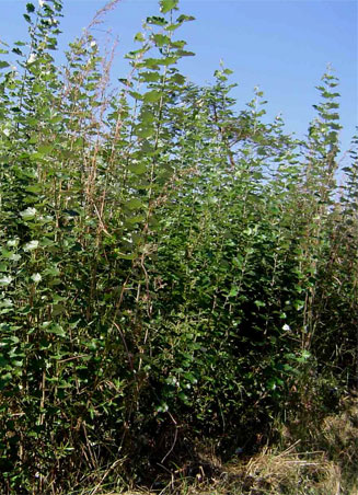 Populus x canescens (Grey poplar)