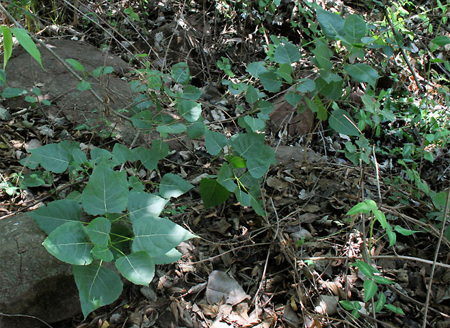 Populus deltoides (Match poplar, Cottonwood, Necklace poplar)