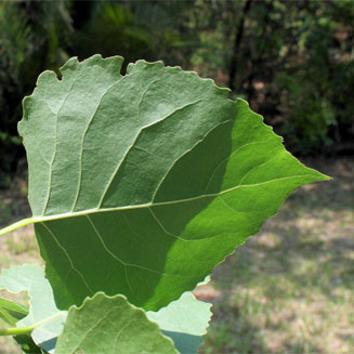 Populus deltoides (Match poplar, Cottonwood, Necklace poplar)
