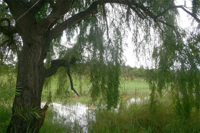 Salix babylonica (Weeping willow)