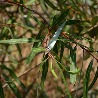 Salix mucronata (Silver willow)
