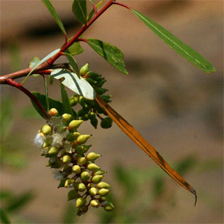 Salix mucronata (Silver willow)
