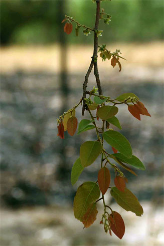 Neoboutonia macrocalyx