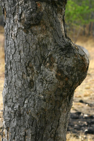Neoboutonia macrocalyx