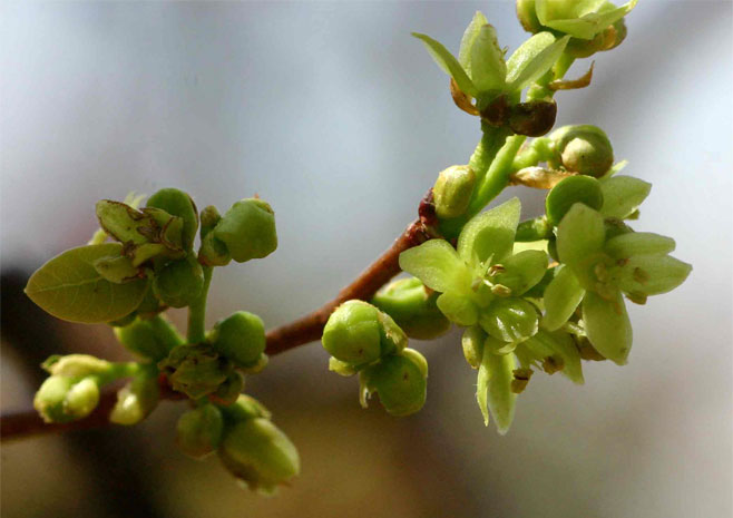 Neoboutonia macrocalyx