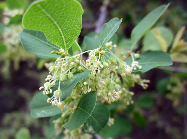 Flueggea virosa