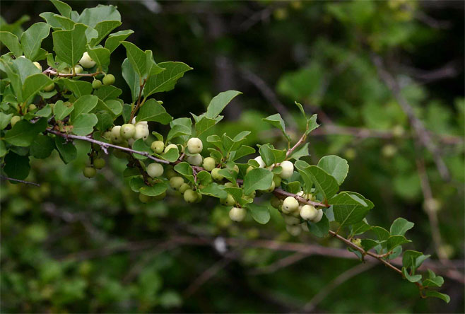 Flueggea virosa