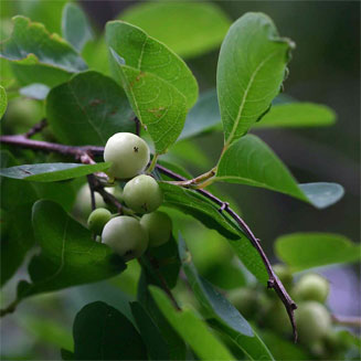 Flueggea virosa