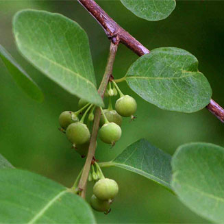 Flueggea virosa
