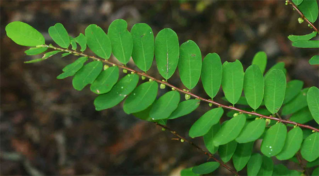 Phyllanthus bellei
