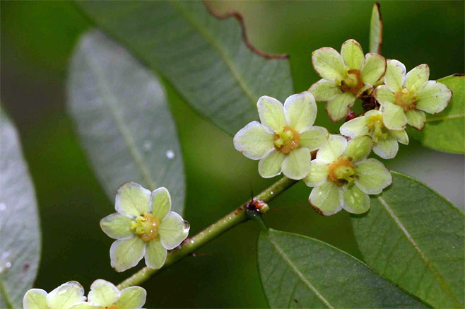 Phyllanthus bellei
