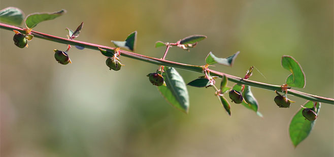 Phyllanthus maderaspatensis