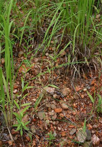 Phyllanthus maderaspatensis