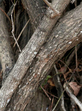 Phyllanthus reticulatus