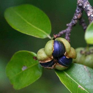 Margaritaria discoidea