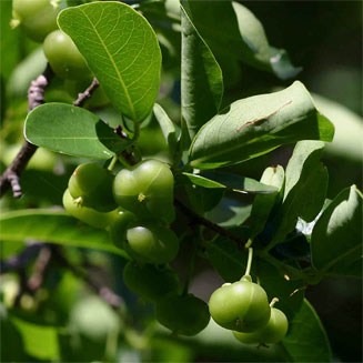 Margaritaria discoidea