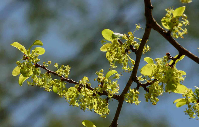 Margaritaria discoidea