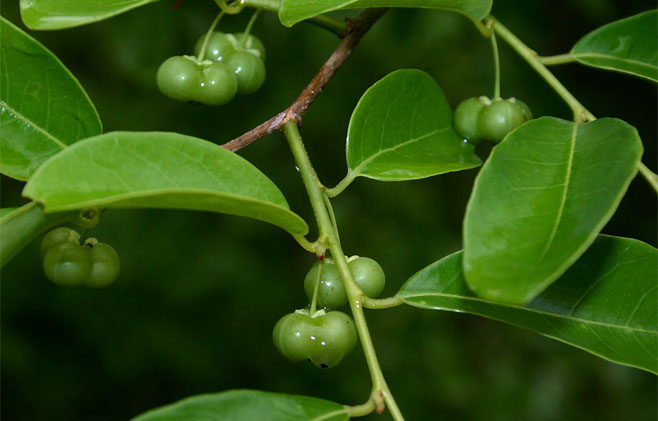 Margaritaria discoidea