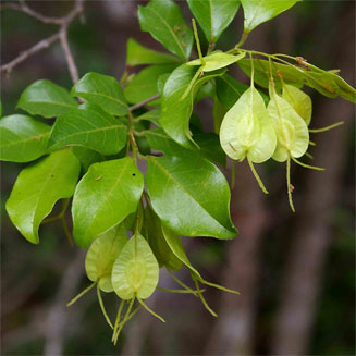 Hymenocardia ulmoides