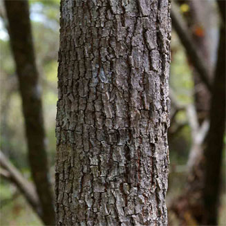 Hymenocardia ulmoides