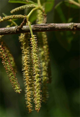 Antidesma venosum (Tassel berry)