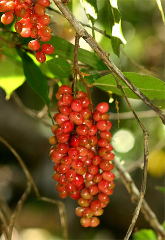 Antidesma venosum (Tassel berry)