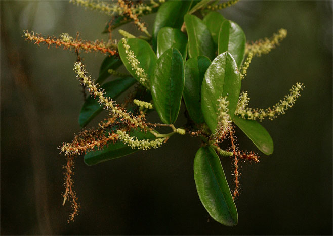 Antidesma venosum (Tassel berry)