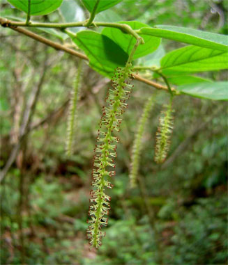Antidesma vogelianum