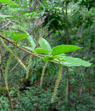 Antidesma vogelianum