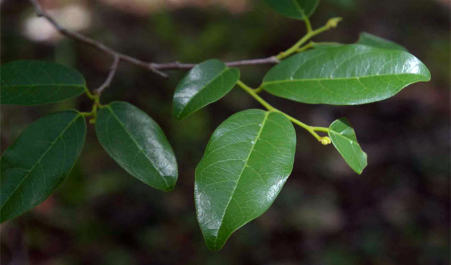 Cleistanthus schlechteri