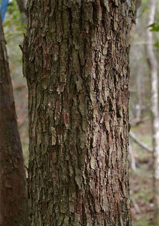 Cleistanthus schlechteri