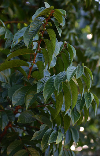 Bridelia atroviridis