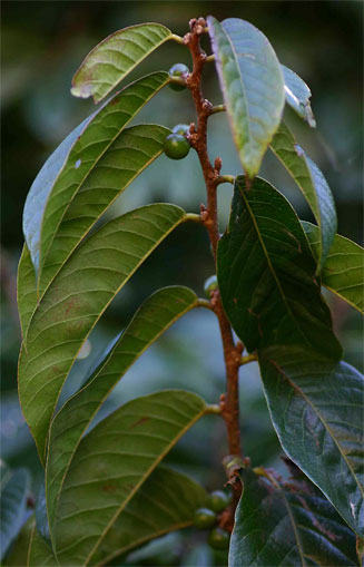 Bridelia atroviridis