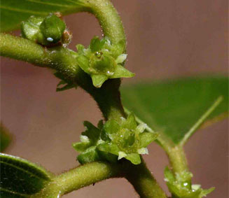Bridelia micrantha