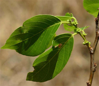 Bridelia micrantha