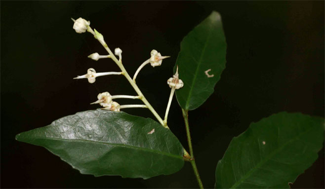 Rinorea convallarioides