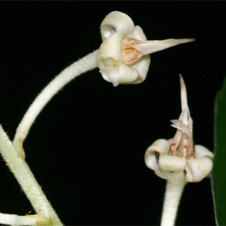 Rinorea convallarioides